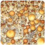 Псилоцибиновые (галлюциногенные)  грибы Psilocybin "Golden Teacher" в Малоярославце