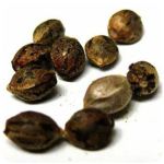 Семена марихуаны АК-47  (Seeds AK-47) в Малоярославце